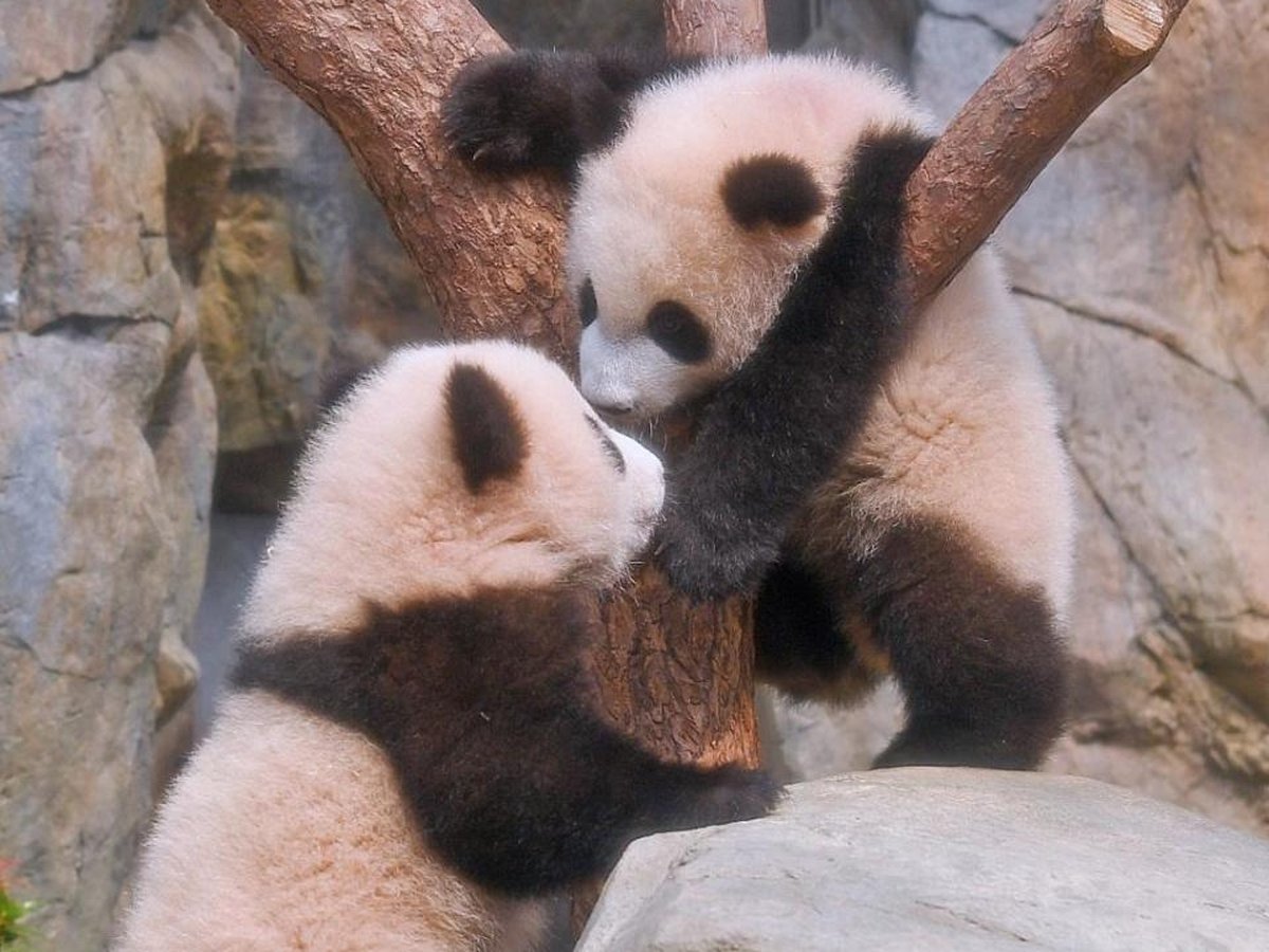 Giant panda cubs playing on a branch at the Chengdu panda base