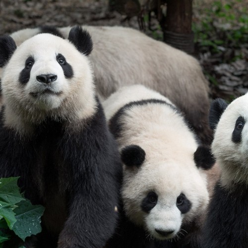 Chengdu Giant Panda Base